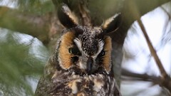 12: 2025-02-22-Long-eared Owl 0C3_0286