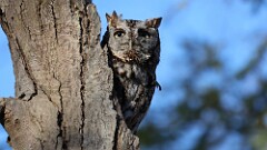 33: 2025-03-18-Eastern Screech-Owl 0C3_0344