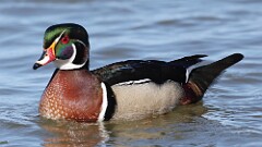 35: 2025-03-21-Wood Duck 0C3_0537