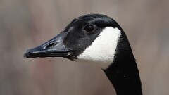 38: 2025-03-27-canada goose 0C3_0290