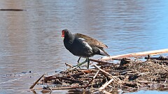 54: 2025-04-13-Common Gallinule 0C3_0422