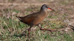 72: 2025-04-24-Virginia Rail 0C3_0623