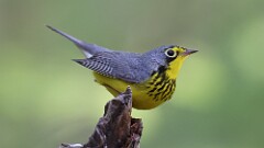 92: 2025-05-11-Canada Warbler 0C3_0363