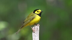 93: 2025-05-11-Hooded Warbler 0C3_0190