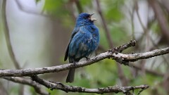 106: 2025-05-18-Indigo Bunting 0C3_0970