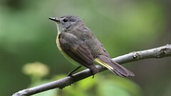 123: 2025-06-01-American Redstart 0C3_0358