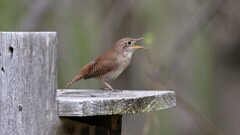 124: 2025-06-01-Northern House Wren 0C3_0142