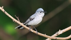 128: 2025-06-04-Blue-gray Gnatcatcher 0C3_0542