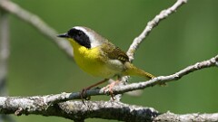 134: 2025-06-07-Common Yellowthroat 0C3_1853