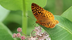 150: 2025-06-21-Great spangled fritillary 0C3_0918