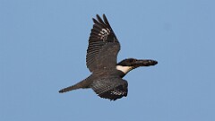 174: 2025-07-05-Kingfisher 0C3_0141