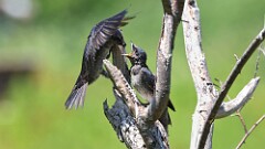 179: 2025-07-19-purple martins 0C1_0505