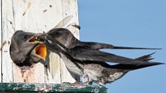 189: 2025-07-21-purple martins 0C1_3228