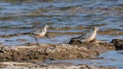 197: 2025-07-23-Red Knot 0C1_0066