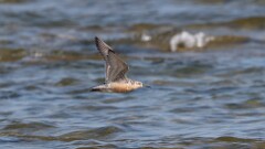 198: 2025-07-23-Red Knot 0C1_0088