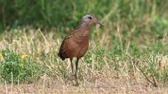 203: 2025-07-26-Virginia Rail 0C1_0194