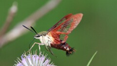 222: 2025-08-04-Hummingbird moth 0C1_0669