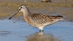 238: 2025-08-18-Short-billed Dowitcher 5M2_0360