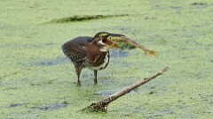 240: 2025-08-23-green heron with frog 0C1_2932