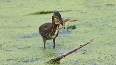 241: 2025-08-23-green heron with frog 0C1_2991