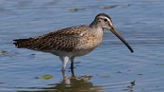 251: 2025-08-24-Short-billed Dowitcher 5M2_2980