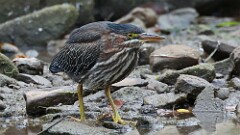 271: 2025-09-13-Green heron 5M2_1810