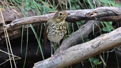273: 2025-09-13-Swainsons Thrush 5M2_0811