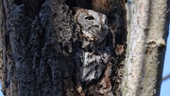 325: 2025-11-20-Eastern screech owl 5M2_0121